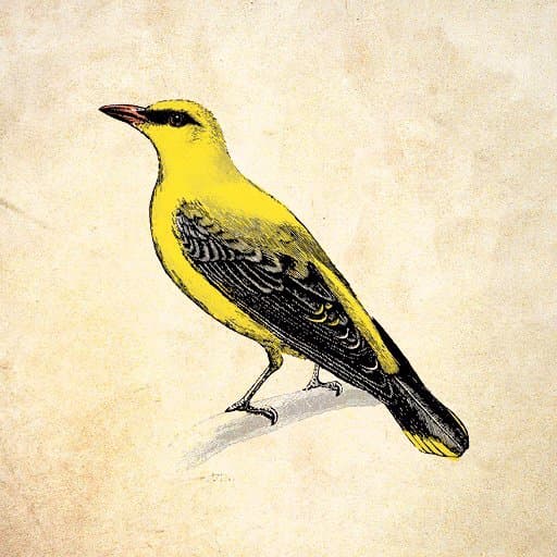 Oriole
